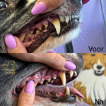 Shine Bright™ | Ultrasone gebitsreiniger voor de hond en kat